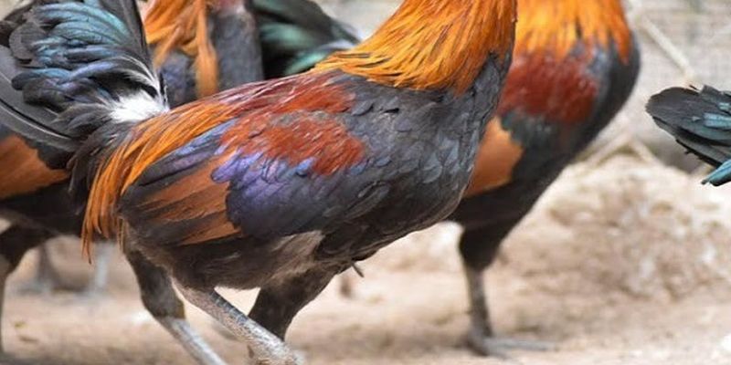 Giống nòi và dòng máu ảnh hưởng lớn