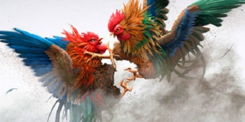 Phẩm chất “chiến kê” bẩm sinh