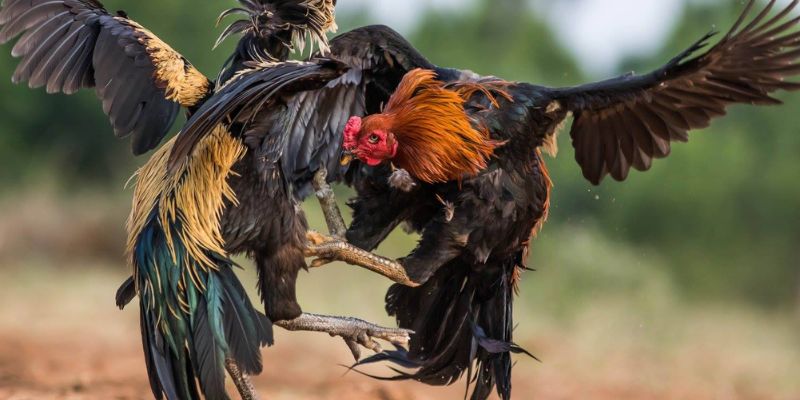 Một số bí quyết chọn gà đá cựa sắt hiệu quả
