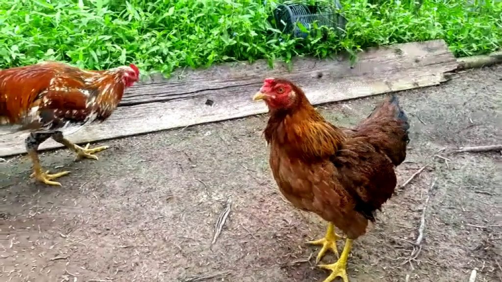 Tìm hiểu nguồn gốc, dòng giống
