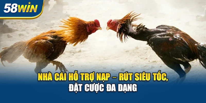 Những điểm nổi bật của đá gà 58win so với truyền thống
