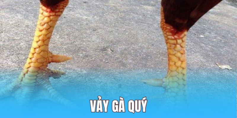 Xem chân, vảy và cựa – Vũ khí sống còn